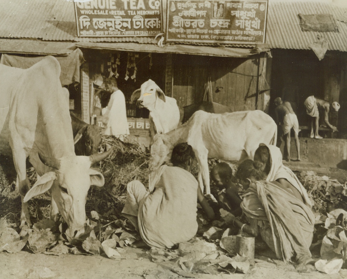 Famine In India, 12/17/1943. By last week, an estimated 1,000,000 persons had died of starvation in India and, although the British Government reportedly has the situation under control, that number will undoubtedly be raised before the final, tragic count is taken. Just released, these startling pictures were taken in Calcutta at the peak of India’s famine in late October when a homeless army of 100,000 roamed the city, dying in the streets.Sacred cows and dusky-skinned human beings rummage in the same Calcutta garbage pile for scraps of food. Even when death from starvation seems a certainty, no Indian would ever think of touching the Holy Meat.Credit: ACME;