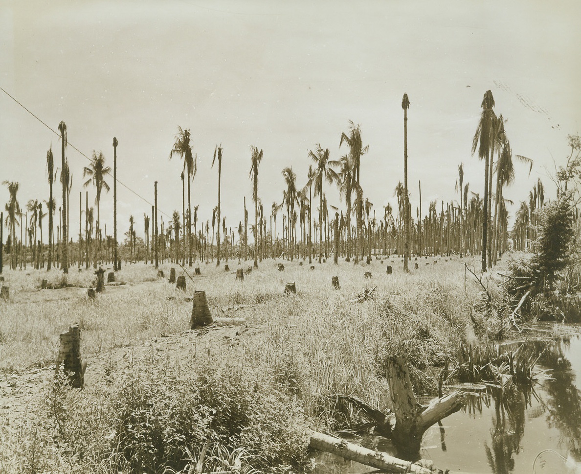 Battle Scars, 5/20/1943. New Guinea - - Although many months have passed since Jap and Allied troops fought here, time and fast-growing jungle vegetation have not yet been able to remove the scars of battle from this field in the Buna area of New Guinea.  Naked, battle-scarred palms and jagged stumps still jut out from thick foliage to tell the story of the fury that raged here.Credit Line –WP- (ACME);