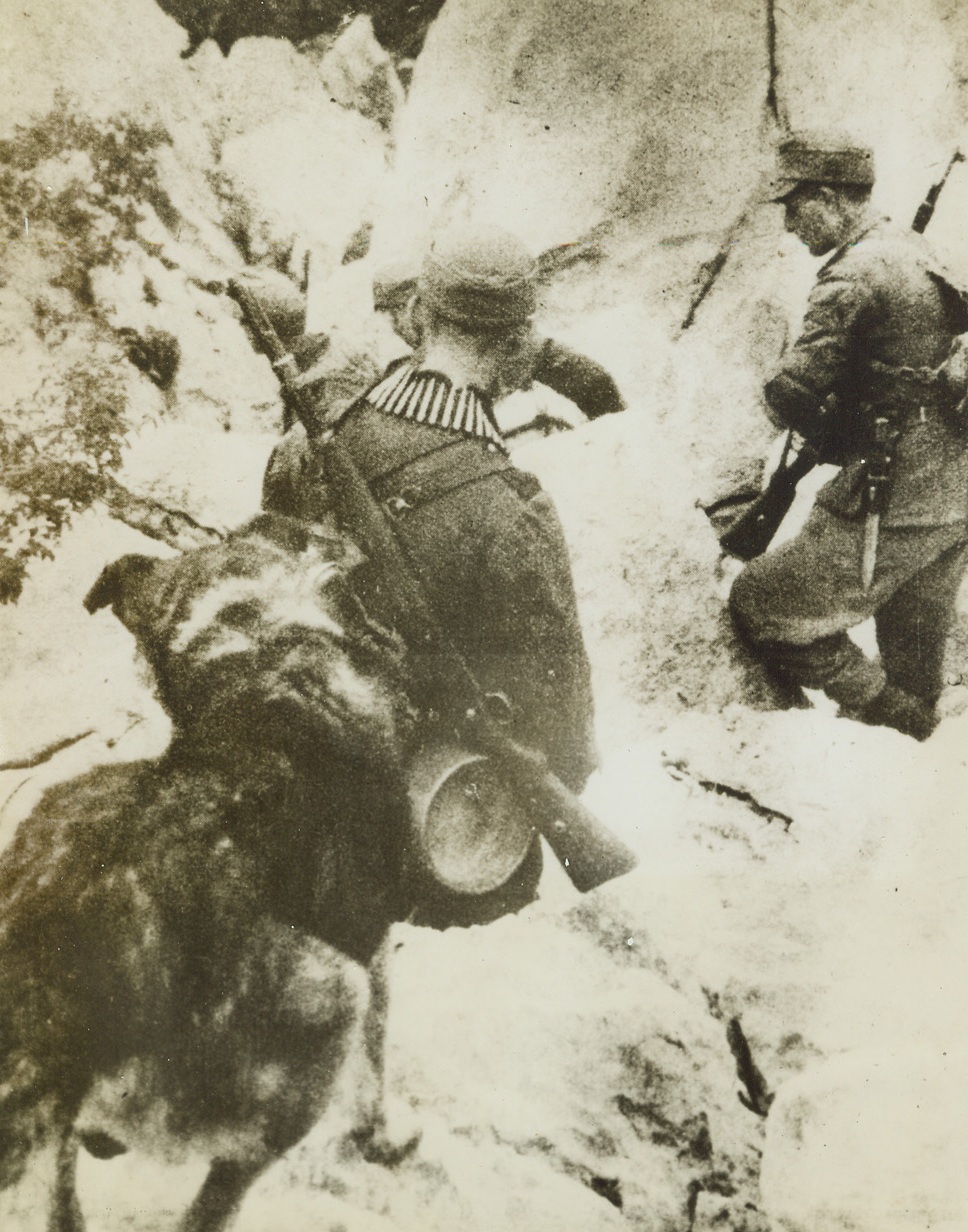 Slippery Trip for Nazis, 1/16/1944. YUGOSLAVIA—Slipping and sliding over the snowbound rocks, a German scout dog follows his Nazi masters as they make their way across the heights of Montenegro, where General Tito’s guerilla forces are making things mighty hot for the Fascist forces. Photo obtained through a neutral source. Credit: ACME.;